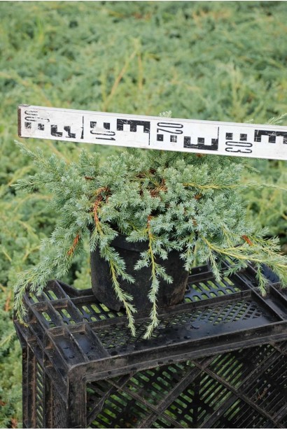 Ялівець лускатий Блю Карпет - 3л/вис.15-20см/Ø30-40см